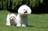 BICHON FRISE 553